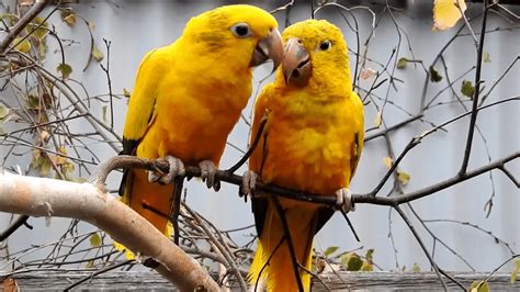 Golden Parakeet - golden conure Health diet personality intelligence care