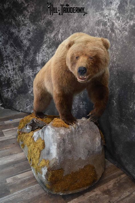 Grizzly Bear taxidermy mount for sale SKU 1254 - All Taxidermy