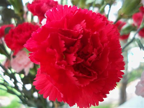 Beautiful Red Carnation - Colors Photo (34691873) - Fanpop