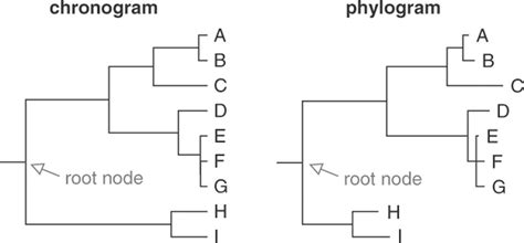 Phylogram Cladogram V