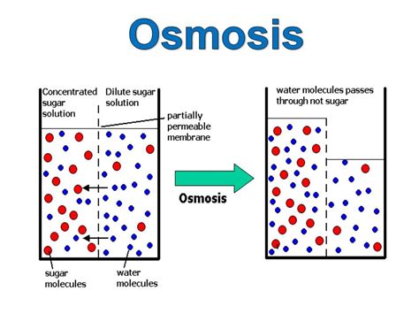 Osmosis Diagram Gcse