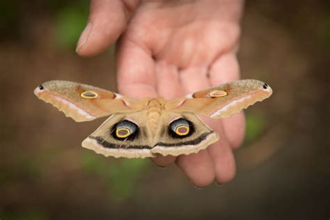 Pollinator Species Resolution - Carpenter Nature Center