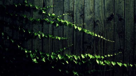 Vines Wallpapers - Wallpaper Cave