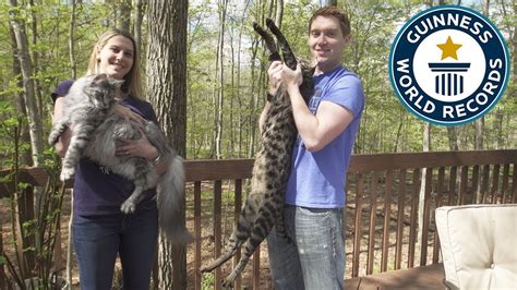 Tallest cat and longest tail live together - Meet the Record Breakers - YouTube