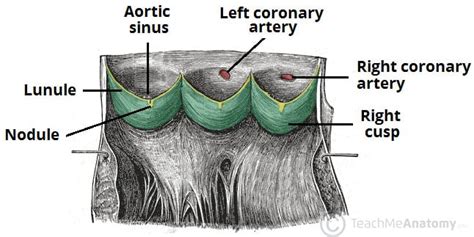 The Heart Valves - Tricuspid - Aortic - Mitral - Pulmonary - TeachMeAnatomy