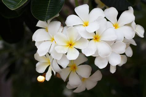 White plumeria on the tree stock photo. Image of blooming - 146685144