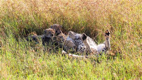 Cheetah and cubs relax in the grass | Luxury African Safaris,South ...