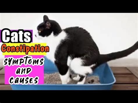 How to Deal with Cats Constipation| Cats Constipation Symptoms and ...