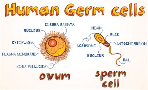 Viewpoint: We should be careful about 'crossing the germline' in gene editing humans - Genetic ...