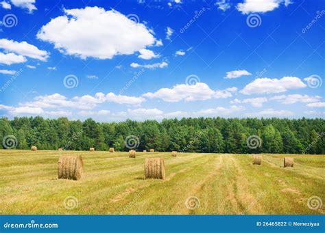 Harvesting of Grain Agricultural Crops Stock Photo - Image of cereal, outdoors: 26465822