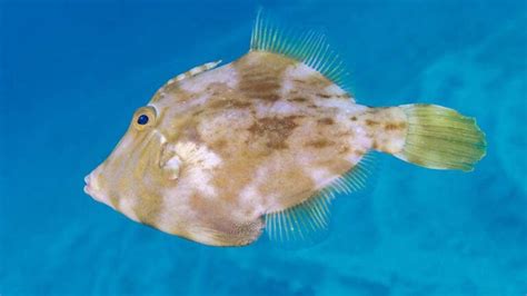 Filefish Species, All about these Caribbean Dive Buddies