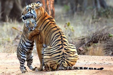 See amazing moment tiger cub cuddles its mum after she misses out on ...