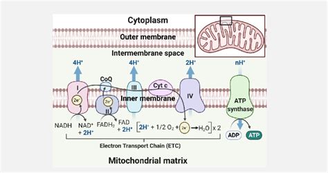 1: A diagram showing the double-membrane structure of the mitochondrion ...