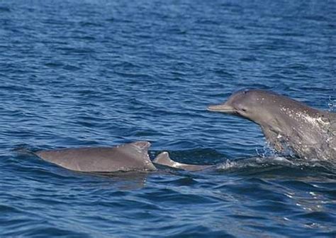 Atlantic Humpback Dolphin – "OCEAN TREASURES" Memorial Library