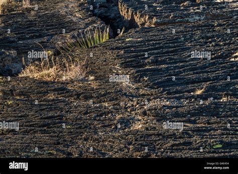 Pahoehoe lava field, Carrizozo Malpais lava flow at Valley of Fires Recreation Area, Tularosa ...