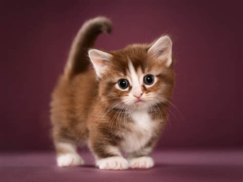 Munchkin Cat Breed Profile | Cat-World