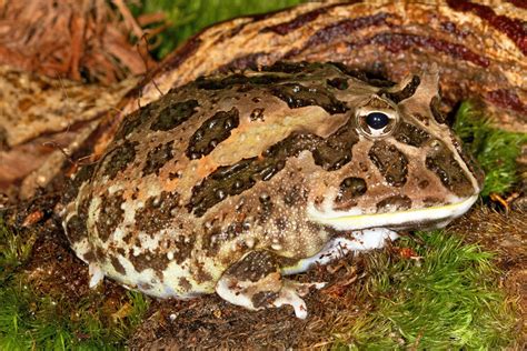 Photos of horned frogs - family Ceratophryidae