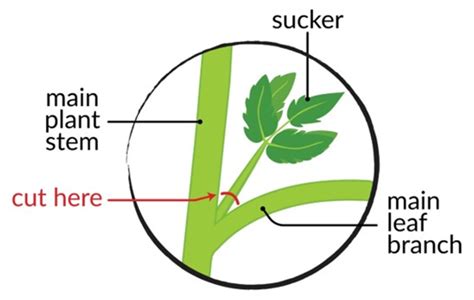 Tomato Flower Diagram