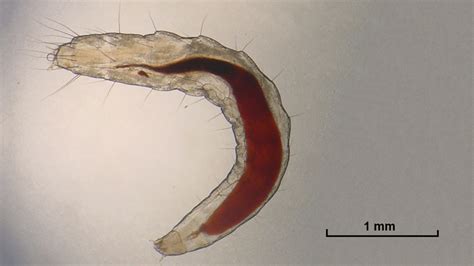 What do flea larvae look like? | FleaScience