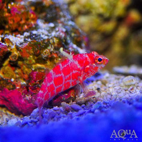 Geometric Pygmy Hawkfish (Plectranthias inermis) - Aqua Imports