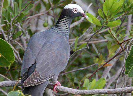 White-crowned Pigeon, HABITAT: Mangrove keys and wooded islands in south Florida, throughout the ...