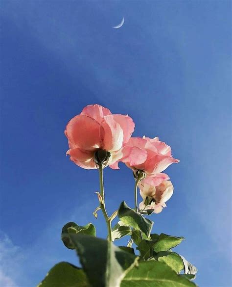 aesthetic rose pfp - Google Search | Plant aesthetic, Aesthetic roses, Pastel aesthetic