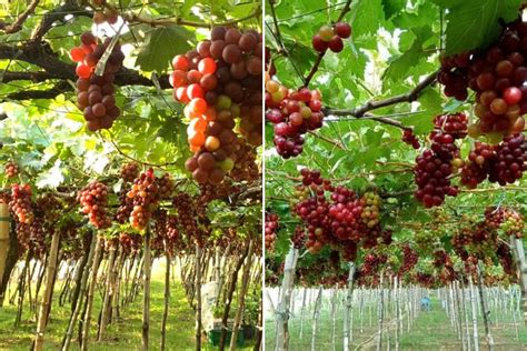 Grape Farms in La Union: Your Complete Travel Guide - Wander Era