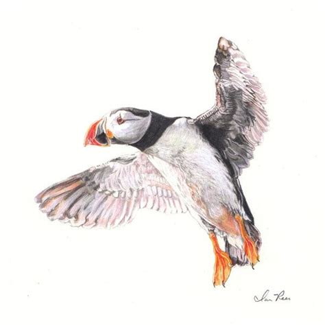 Color Pencil Drawing: Puffin in Flight : Art