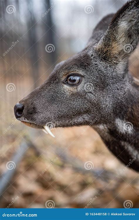 Siberian Musk Deer, a Rare Pair Hoofed Animal with Fangs Stock Photo - Image of axis ...