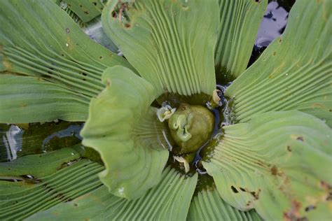 Pistia | Aquarium and Pond Plants of the World E3