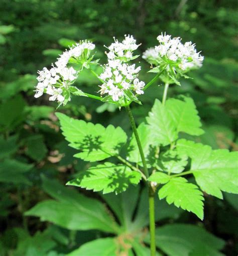 Wildflowers of Western Pennsylvania | Wild flowers, Native plants ...