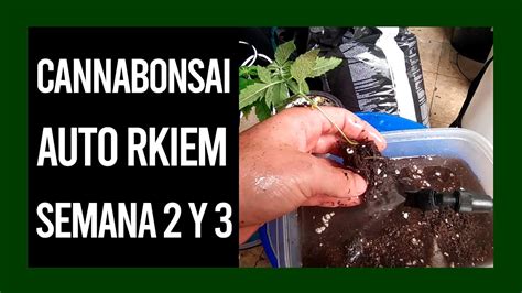 CANNABONSAI RKIEM SEEDS SEMANA 2 y 3 - YouTube