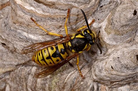 Vespula germanica - WaspWeb