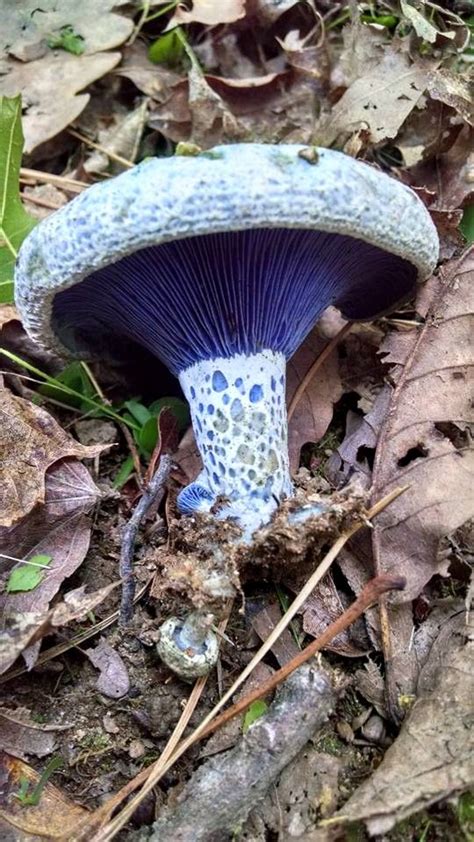 Another beautiful specimen at Bear Den Family Campground; an Indigo ...