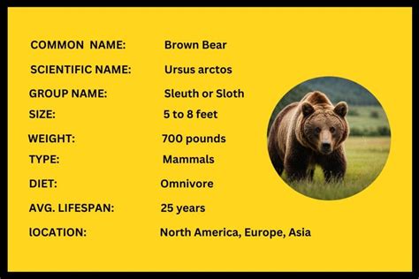 Brown Bears: Diet, Characteristics and Facts (With Pictures) | by ...