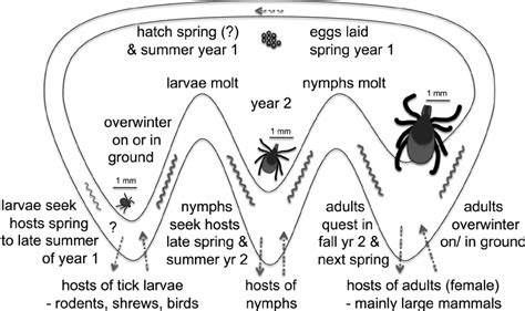 Typical life cycle of the blacklegged tick, Ixodes scapularis , and ...