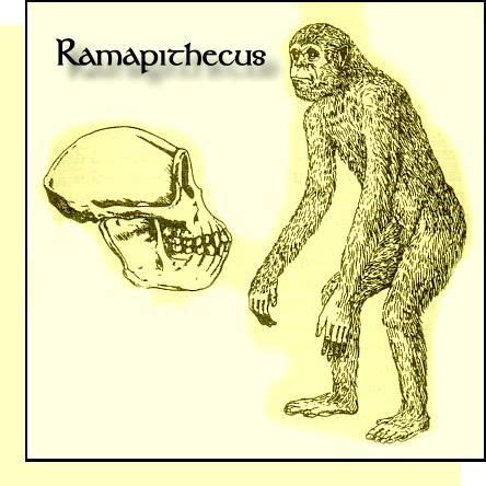 The first remains of Ramapithecus were discovered from Shivalik hills in Punjab and later ...