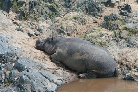 Hippo sleeping Stock Photo | Adobe Stock