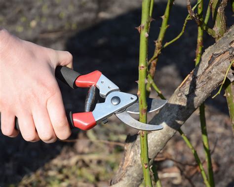 How to prune roses: 5-steps for healthy flowering plants | Real Homes