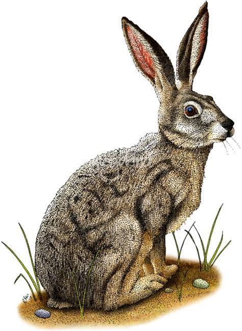 Stunning "Jackrabbit" Artwork For Sale on Fine Art Prints