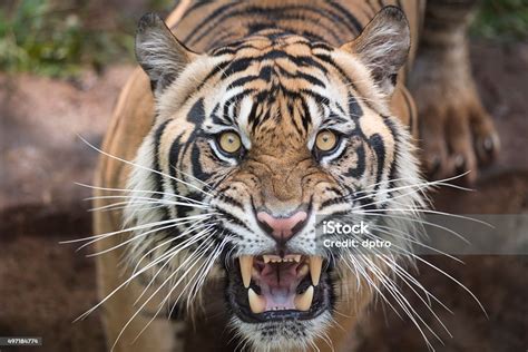 Roaring Tiger Stock Photo - Download Image Now - iStock