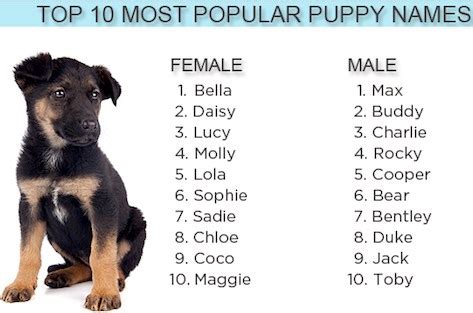 Pitbull Puppy Names for Female and Male | Pitbull Puppies