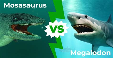 Megalodon Shark Vs Liopleurodon