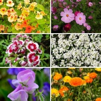 Self-Seeding Flowers: Easy to Grow, Spectacular to Enjoy | The Seed ...