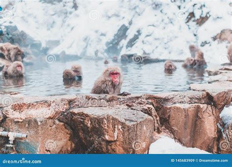 Japanese Macaque Resting in Hot Spring Stock Image - Image of close ...