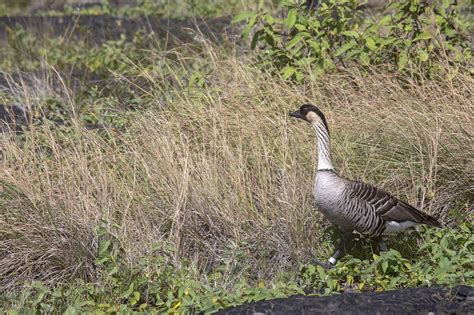 Hawaiian goose - Stock Image - C041/5896 - Science Photo Library