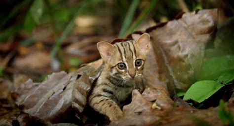 The World’s Smallest Cat is Ridiculously Adorable and there are Photos ...