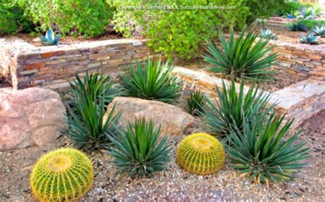 Best Desert Plants For Landscaping - Image to u