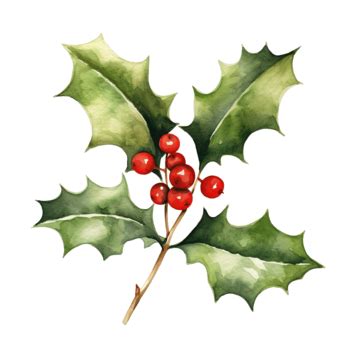 Holly Watercolor Illustration, Plant, Holly, Winter PNG Transparent ...