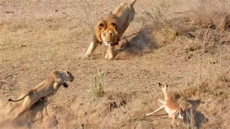 This Is Why The Lionesses Hunt - YouTube